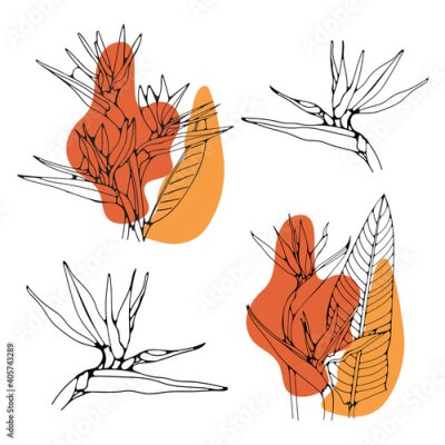 Papier peint  Strelitzia or bird of paradise exotic tropical flower isolated on white background.