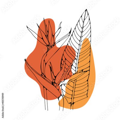 Papier peint  Strelitzia or bird of paradise exotic tropical flower isolated on white background.