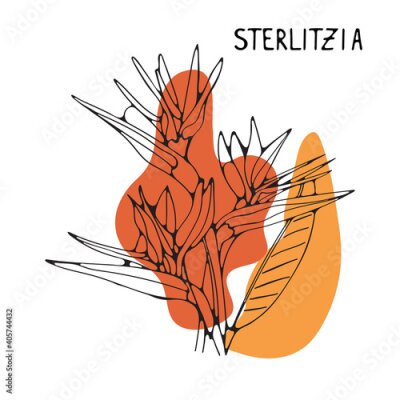 Papier peint  Strelitzia or bird of paradise exotic tropical flower isolated on white background.