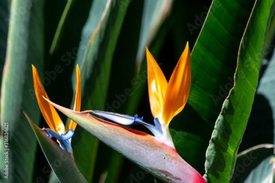 Papier peint  Strelitzia or bird of paradise flower