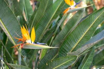 Papier peint  Strelitzia or bird of paradise flower