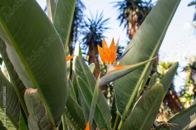 Papier peint  Strelitzia or bird of paradise flower