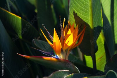 Papier peint  Strelitzia or bird of paradise flower