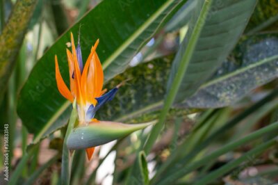 Papier peint  Strelitzia or bird of paradise flower