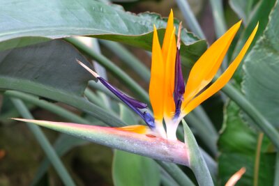 Papier peint  Strelitzia or bird of paradise flower.