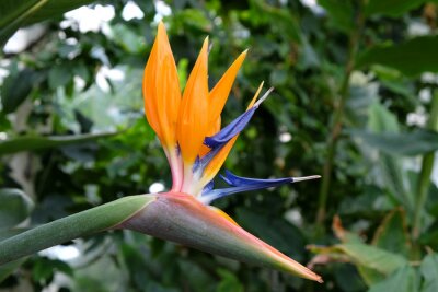 Papier peint  Strelitzia or bird of paradise flower.