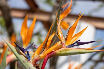 Papier peint  Strelitzia or bird of paradise flower