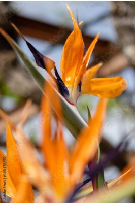 Papier peint  Strelitzia or bird of paradise flower