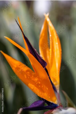 Papier peint  Strelitzia or bird of paradise flower