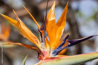 Papier peint  Strelitzia or bird of paradise flower