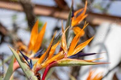 Papier peint  Strelitzia or bird of paradise flower