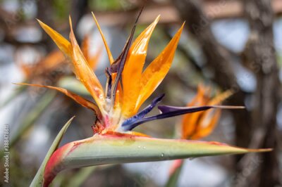 Papier peint  Strelitzia or bird of paradise flower