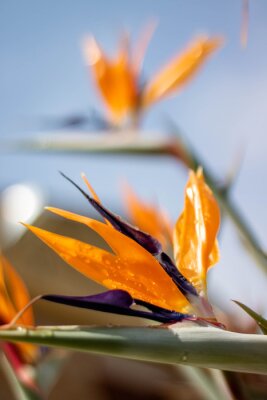 Papier peint  Strelitzia or bird of paradise flower