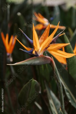 Papier peint  Strelitzia or Bird of Paradise flower