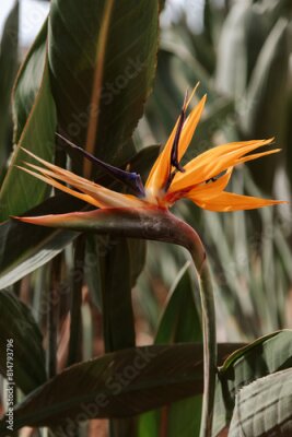 Papier peint  Strelitzia or Bird of Paradise flower
