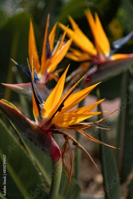 Papier peint  Strelitzia or Bird of Paradise flower