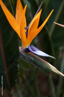 Papier peint  Strelitzia or Bird of Paradise flower