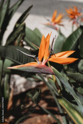 Papier peint  Strelitzia or Bird of Paradise flower