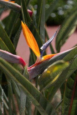 Papier peint  Strelitzia or Bird of Paradise flower