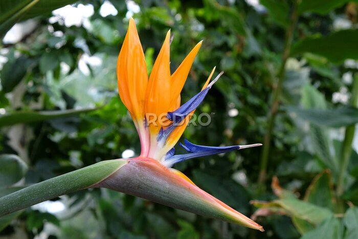 Papier peint  Strelitzia or bird of paradise flower.