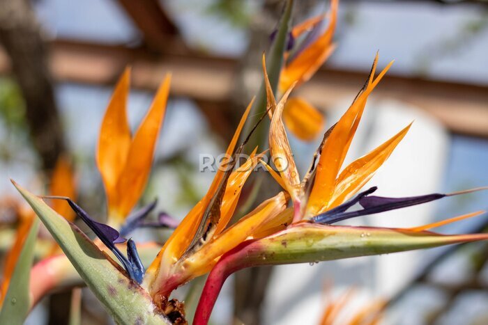Papier peint  Strelitzia or bird of paradise flower
