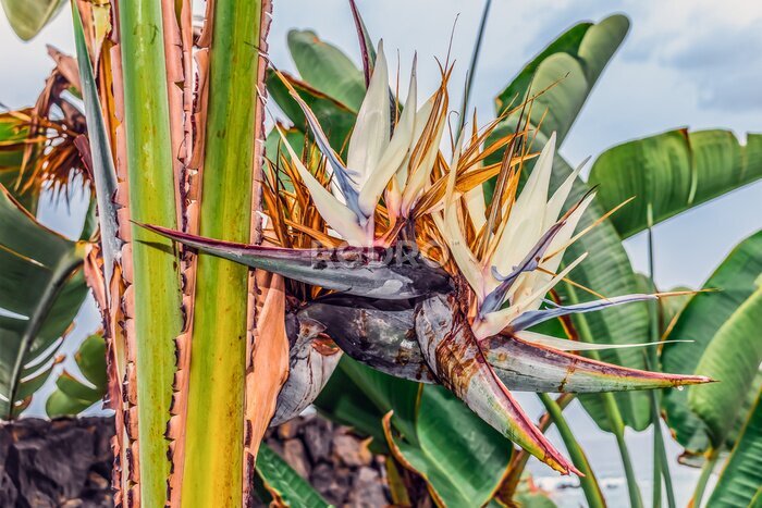 Papier peint  Strelitzia or bird of paradise flower close up. Floral geometric abstract background. Exotic flora of the Canary Islands, Spain