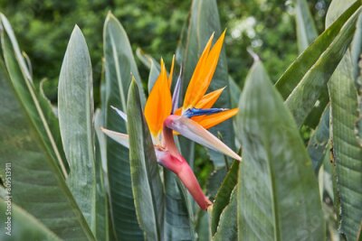 Papier peint  Strelitzia or bird of paradise, flower growing in a flower bed.