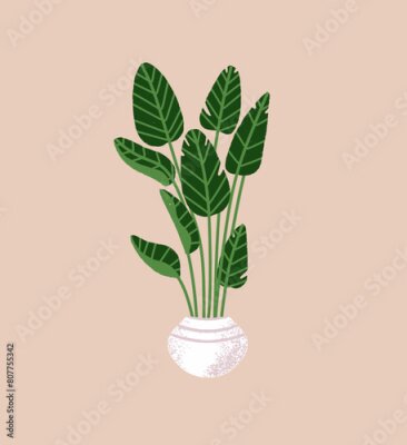 Papier peint  Strelitzia or bird of paradise flower growing in flowerpot. Tropical palm tree at home garden. Exotic houseplant wit big leaves, foliage. Floral interior decor. Flat isolated vector illustration