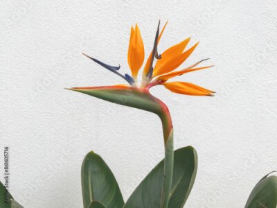 Papier peint  Strelitzia or bird of paradise flower head and leaves on the white wall background