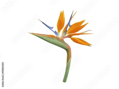 Papier peint  Strelitzia or bird of paradise flower head isolated transparent png