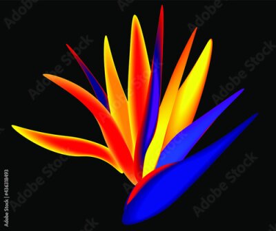 Papier peint  Strelitzia or bird of paradise flower in black background.