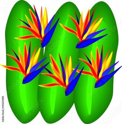 Papier peint  Strelitzia or Bird of Paradise flower plant in green background.