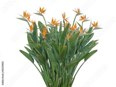 Papier peint  Strelitzia or bird of paradise flower plant isolated transparent png