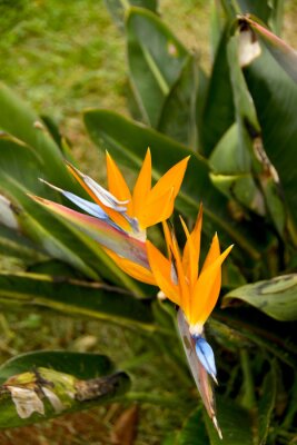 Papier peint  "Strelitzia" or "Bird of Paradise" flower, which is the national emblem of Madeira, Portugal