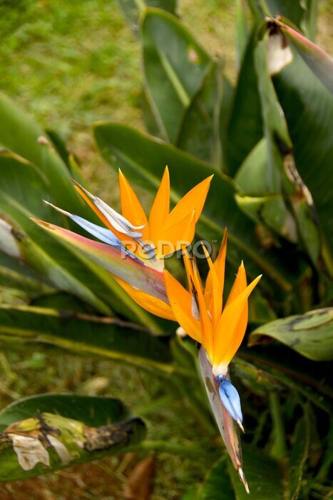 Papier peint  &quot;Strelitzia&quot; or &quot;Bird of Paradise&quot; flower, which is the national emblem of Madeira, Portugal