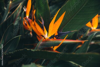 Papier peint  Strelitzia or bird of paradise flowering on Madeira island close up