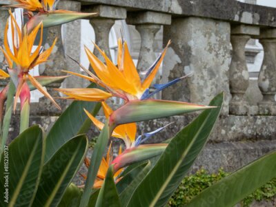 Papier peint  Strelitzia or bird of paradise flowers