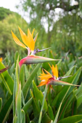 Papier peint  Strelitzia or Bird of Paradise flowers in a nature garden with drops of dew after the rain