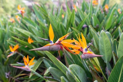 Papier peint  Strelitzia or Bird of Paradise flowers in a nature garden with drops of dew after the rain