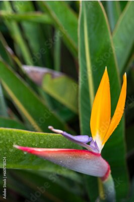 Papier peint  Strelitzia or Bird of Paradise flowers in a nature garden with drops of dew after the rain