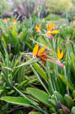 Papier peint  Strelitzia or Bird of Paradise flowers in a nature garden with drops of dew after the rain