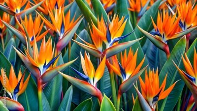 Papier peint  strelitzia or bird of paradise flowers texture