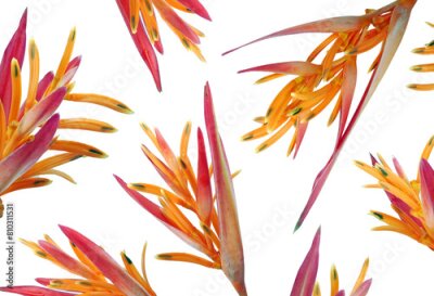 Papier peint  strelitzia or bird of paradise flowers texture