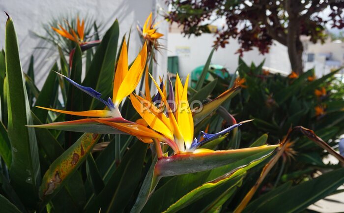 Papier peint  Strelitzia or bird of paradise plant yellow flower in the sun on the street of Puerto de la Cruz, Tenerife, Canary Islands, Spain