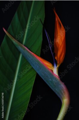 Papier peint  Strelitzia or Bird of paradise tropical flower closeup macro photo