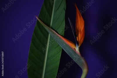 Papier peint  Strelitzia or Bird of paradise tropical flower closeup macro photo