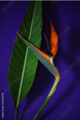 Papier peint  Strelitzia or Bird of paradise tropical flower closeup macro photo