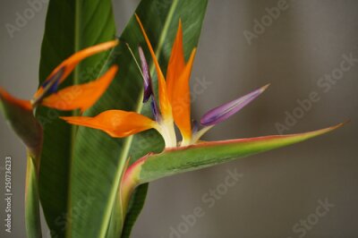 Papier peint  Strelitzia or Bird of paradise tropical flower closeup macro photo