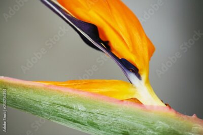 Papier peint  Strelitzia or Bird of paradise tropical flower closeup macro photo