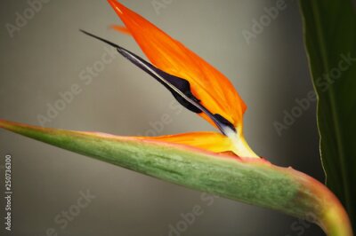 Papier peint  Strelitzia or Bird of paradise tropical flower closeup macro photo